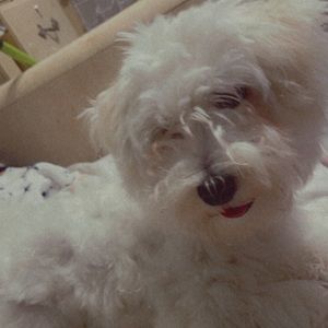 Meet your Posher, Dimitra